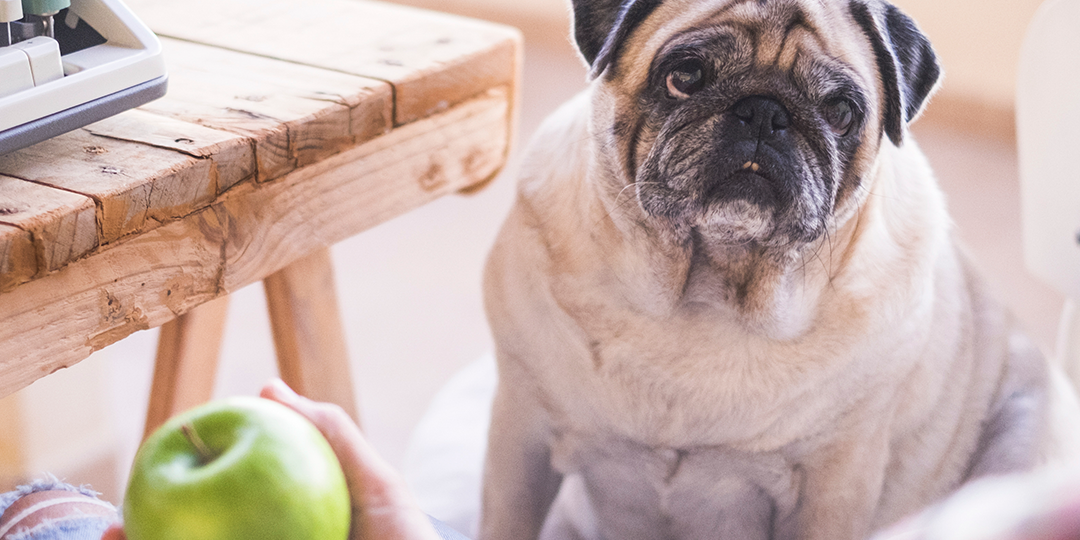 Obesidade em cães Butantan VET